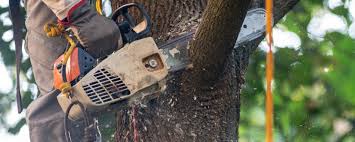 Best Tree Mulching  in Kapolei, HI