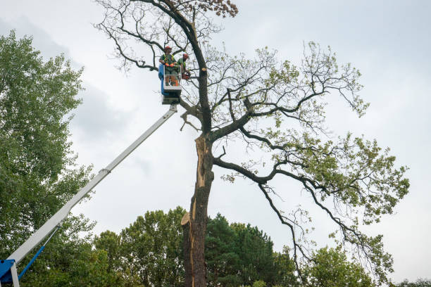 Best Utility Line Clearance  in Kapolei, HI