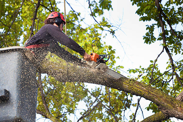 Professional Tree Care in Kapolei, HI