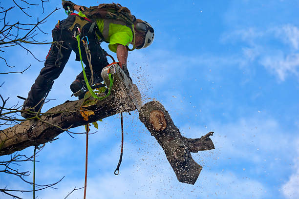 Trusted Kapolei, HI Tree Care Experts