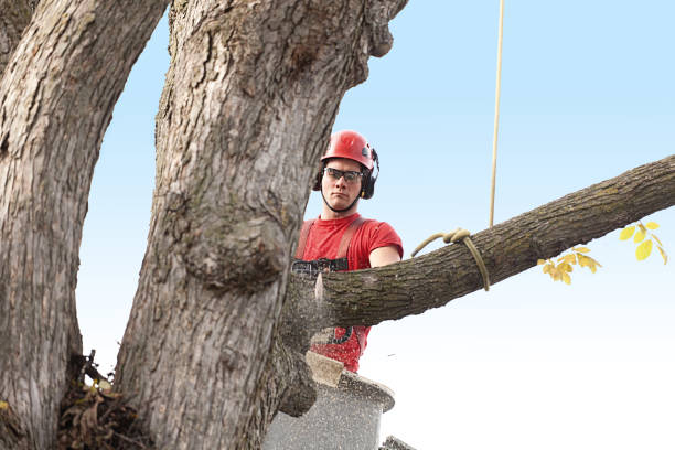 Best Tree Preservation Services  in Kapolei, HI